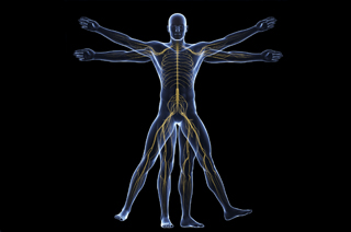 central nervous system