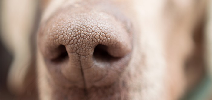 A Dog’s Sense of Smell Can Improve Mesothelioma Diagnosis