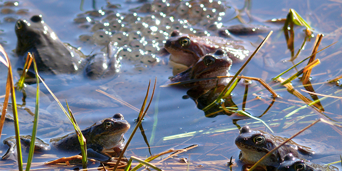 Combining Frog-Egg Enzyme and Malaria Drug Is Possible Treatment for Mesothelioma